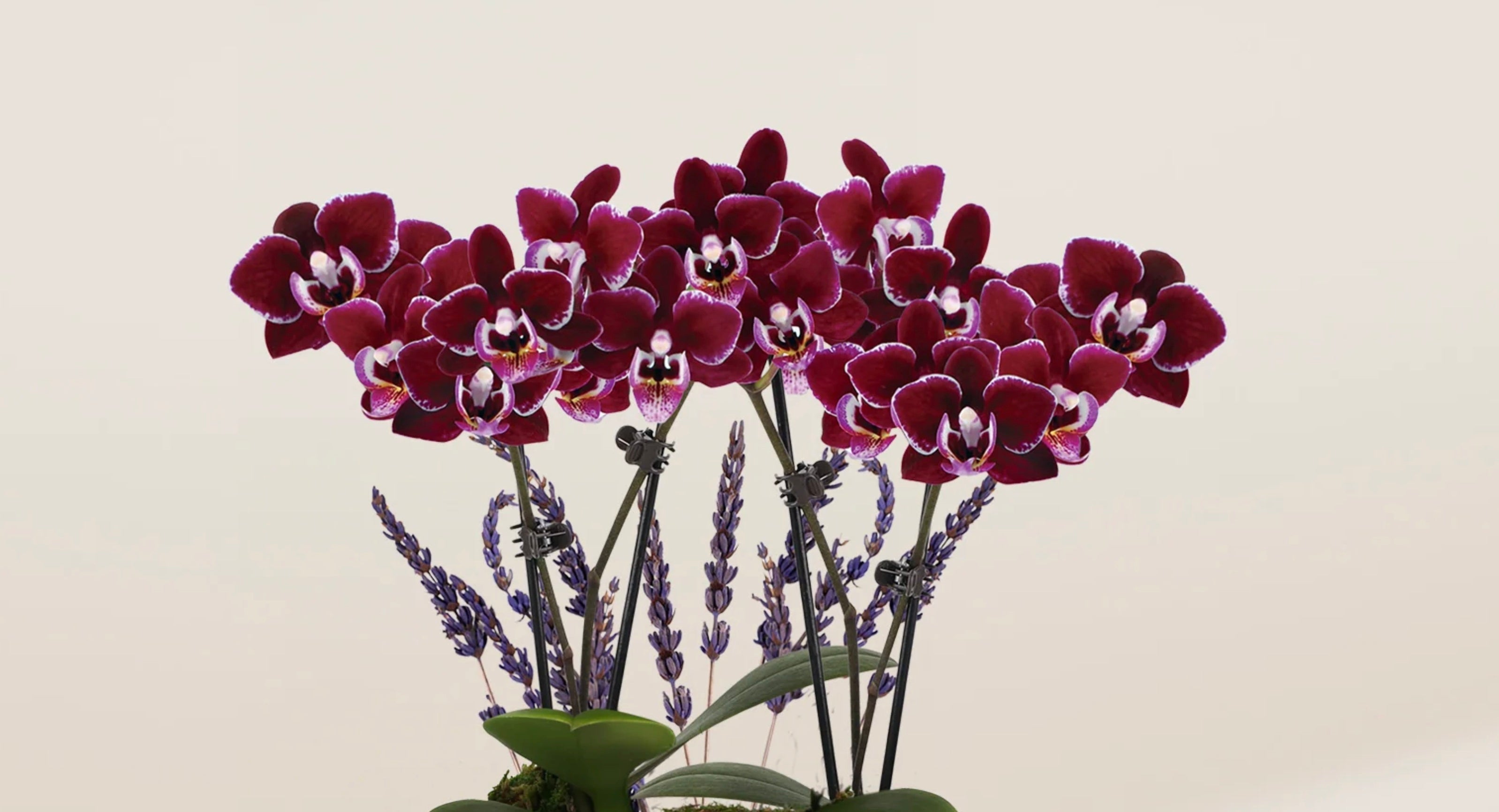 Purple Orchid Meaning
