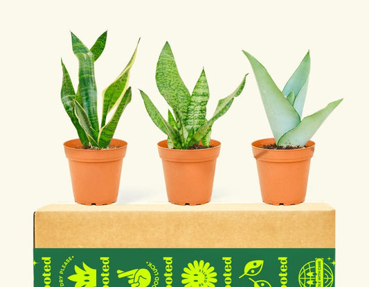 Snake Plant Benefits