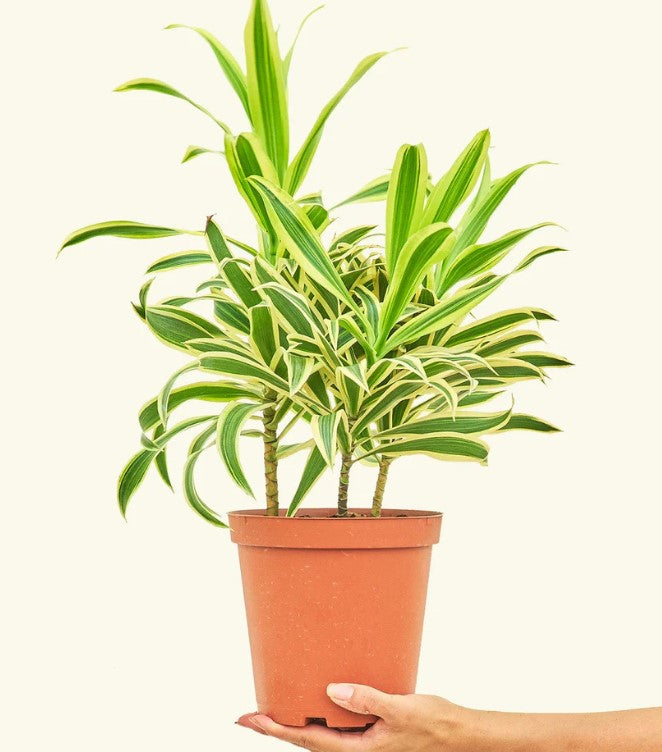 Song of India Plant Care