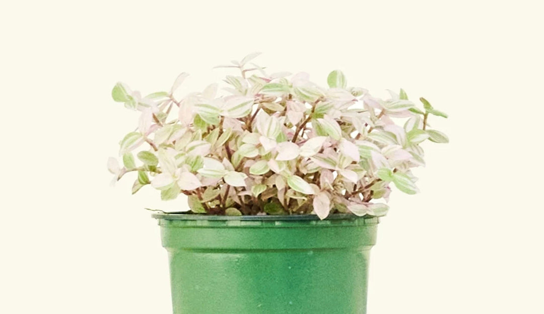 Tradescantia Propagation