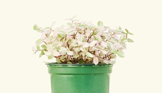 Tradescantia Propagation
