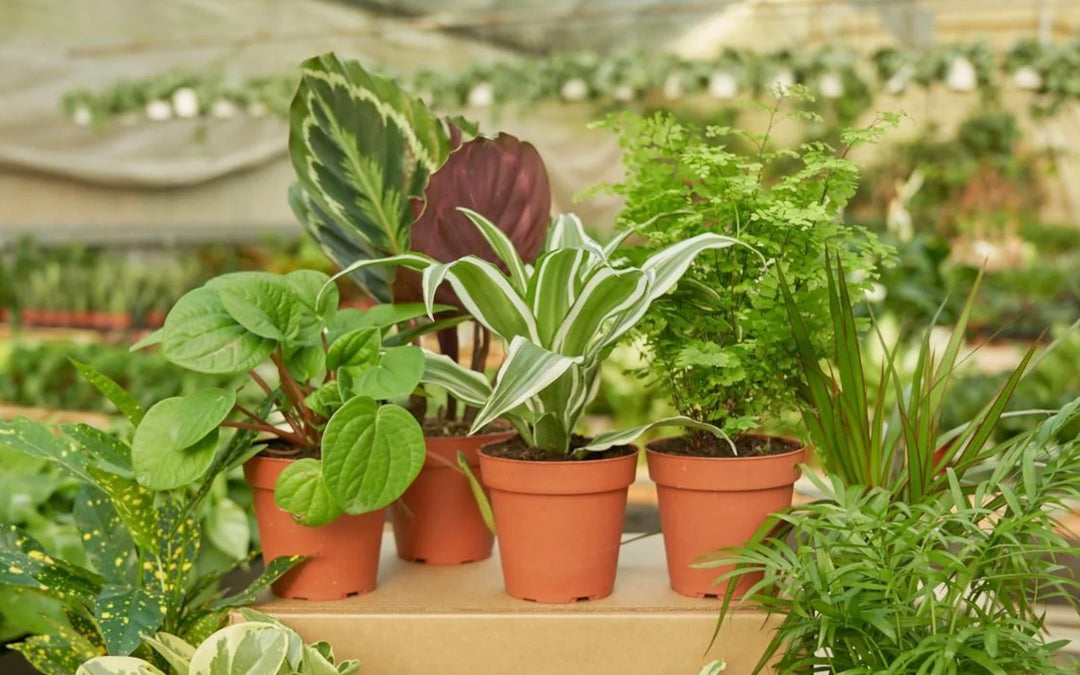 Interesting and Unusual Plants