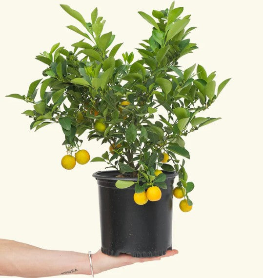 What Does Calamansi Taste Like