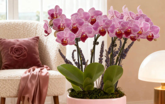 Why Is My Orchid Dying?