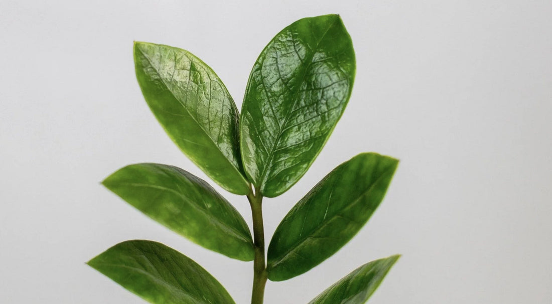 ZZ Plant Light Requirements