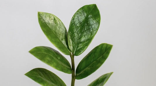 ZZ Plant Light Requirements