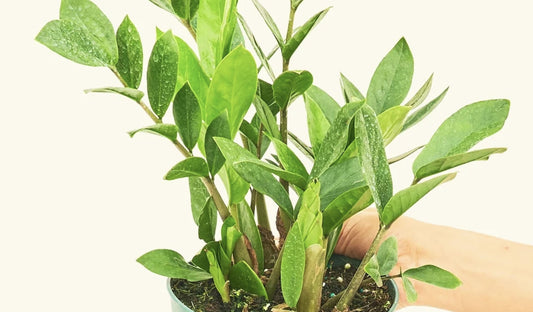 ZZ Plant Propagation