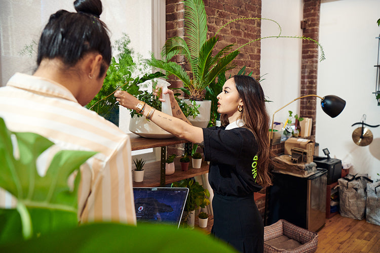 ハイジのママ　緑　ST Shop Mother's Day Plants | Plant Gifts – Hey Rooted
