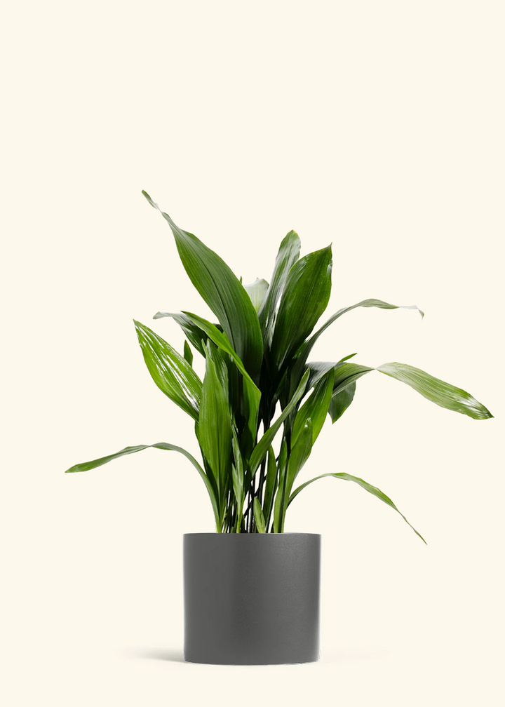 Cast Iron Plant
