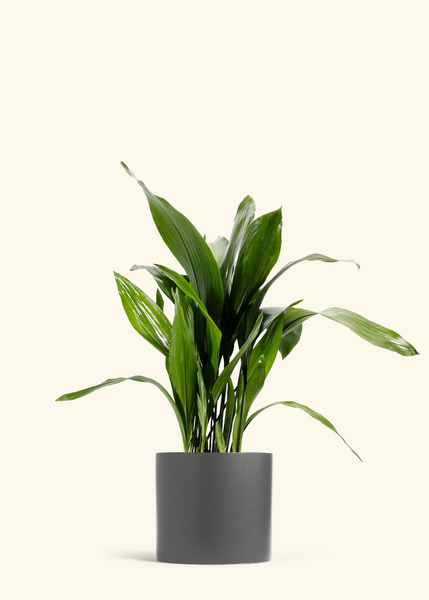 iron tree indoor plant Cast Iron Plant – Hey Rooted