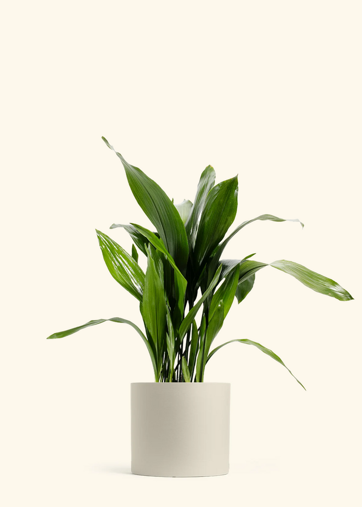 Cast Iron Plant