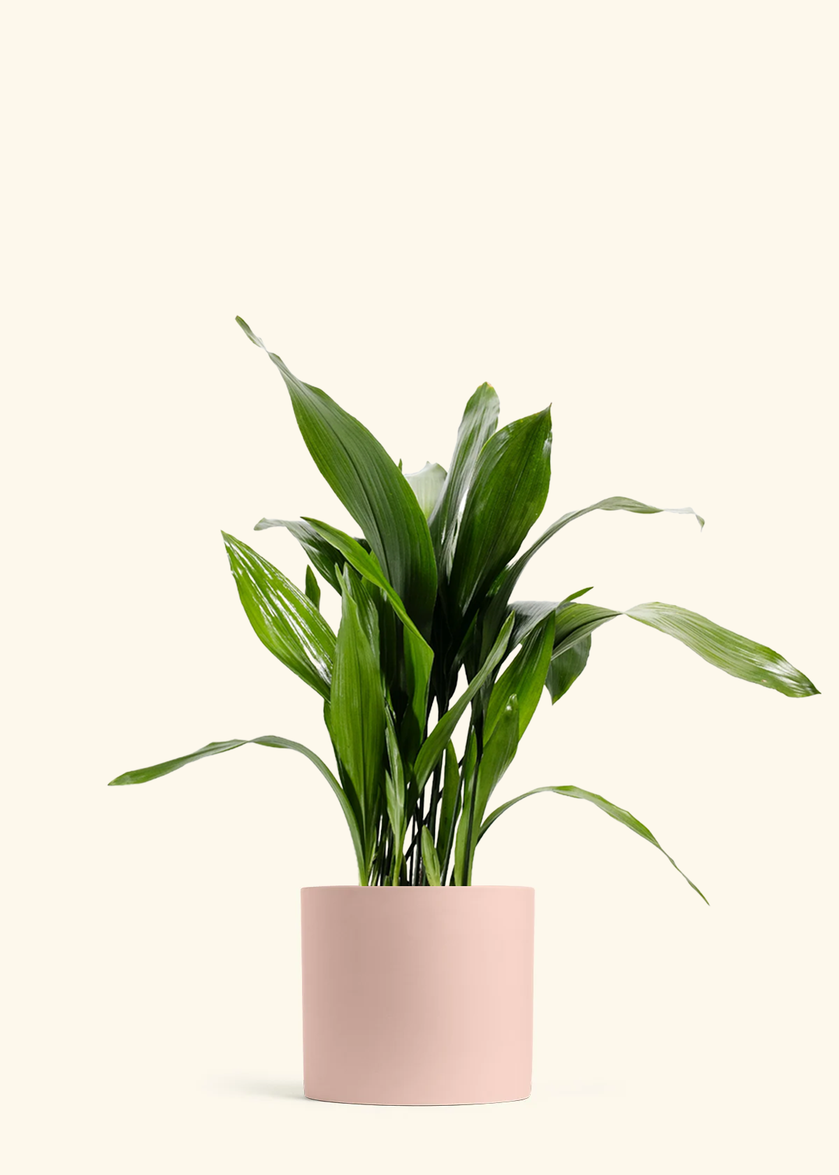 Cast Iron Plant, XL