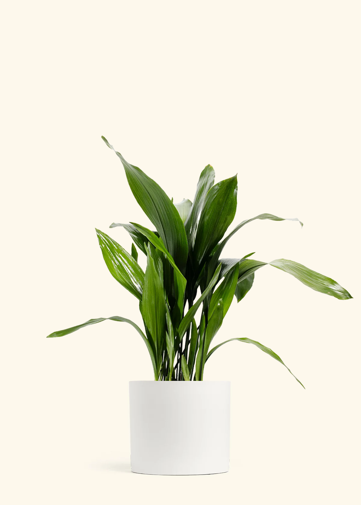 Cast Iron Plant, XL