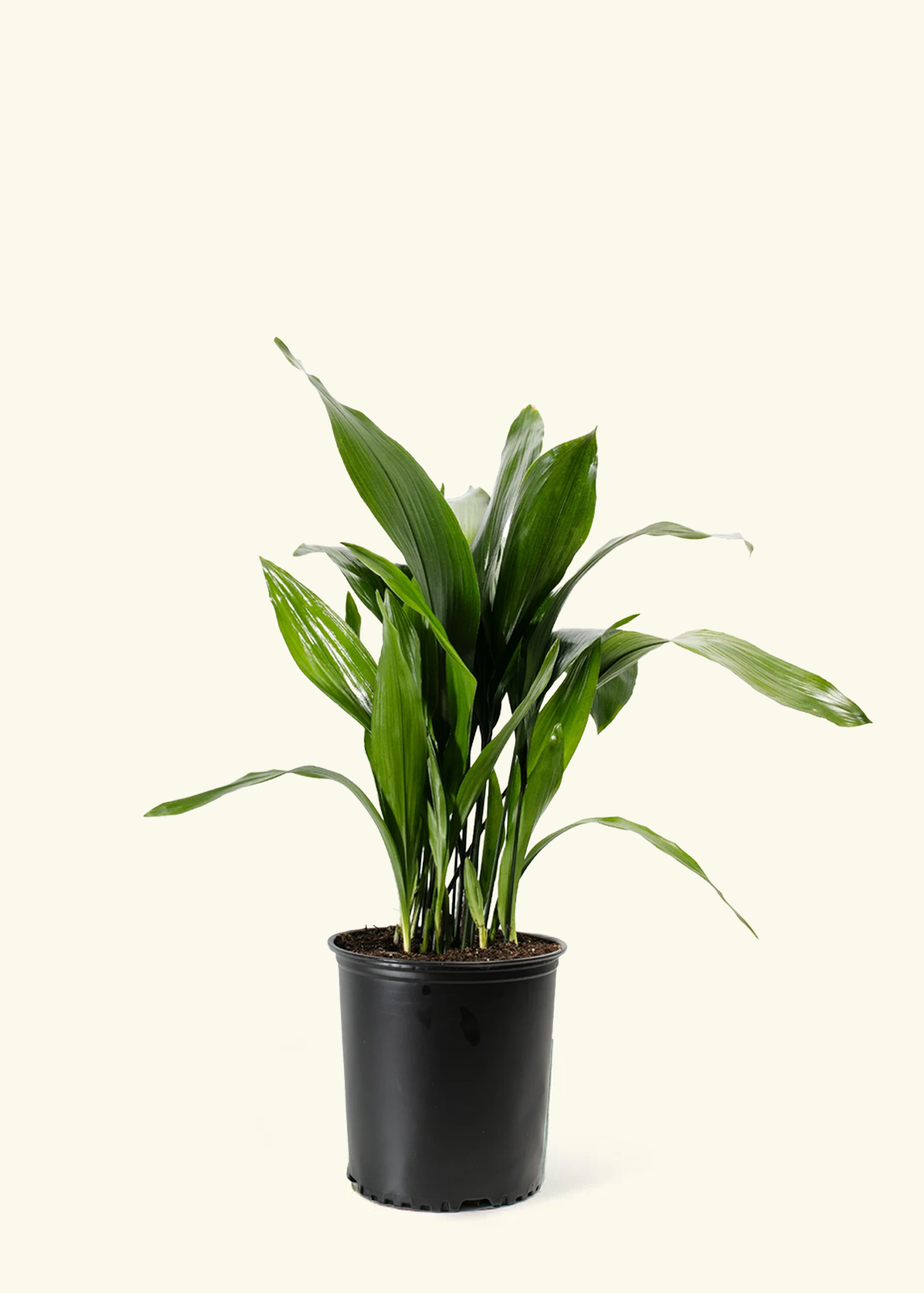 Cast Iron Plant, XL