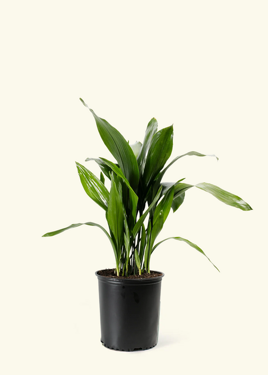 Cast Iron Plant, XL