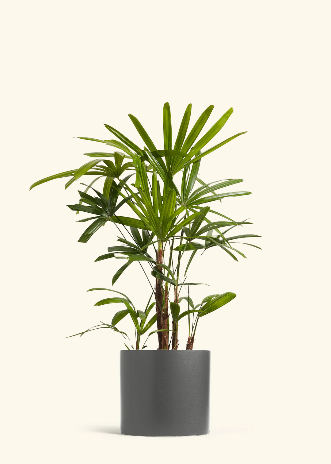 Lady Palm