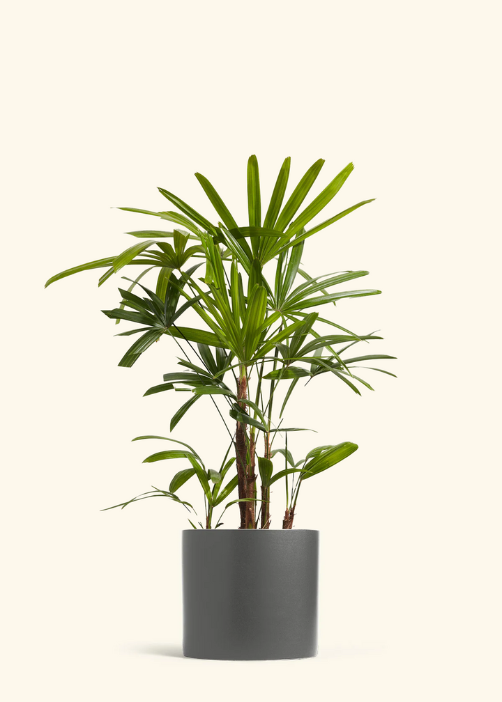 Lady Palm