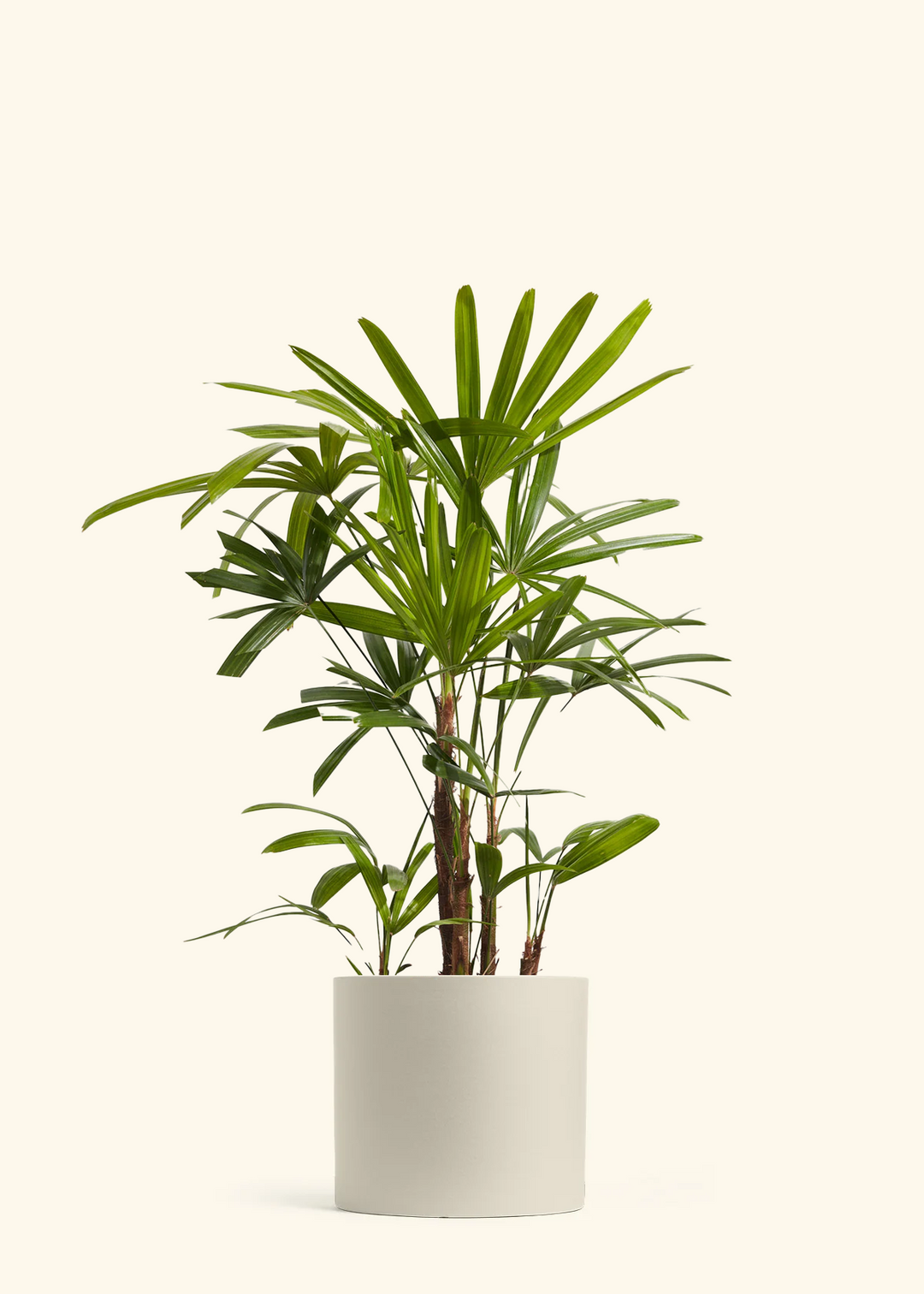 Lady Palm