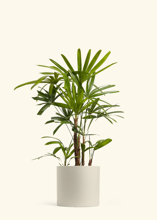Lady Palm, XL