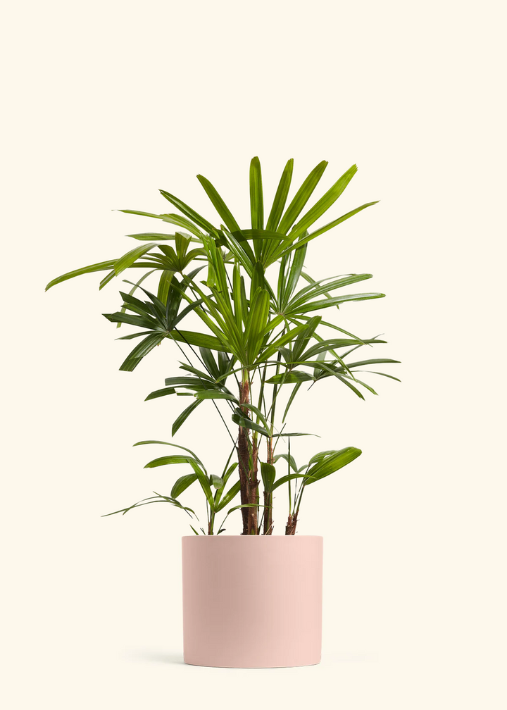 Lady Palm