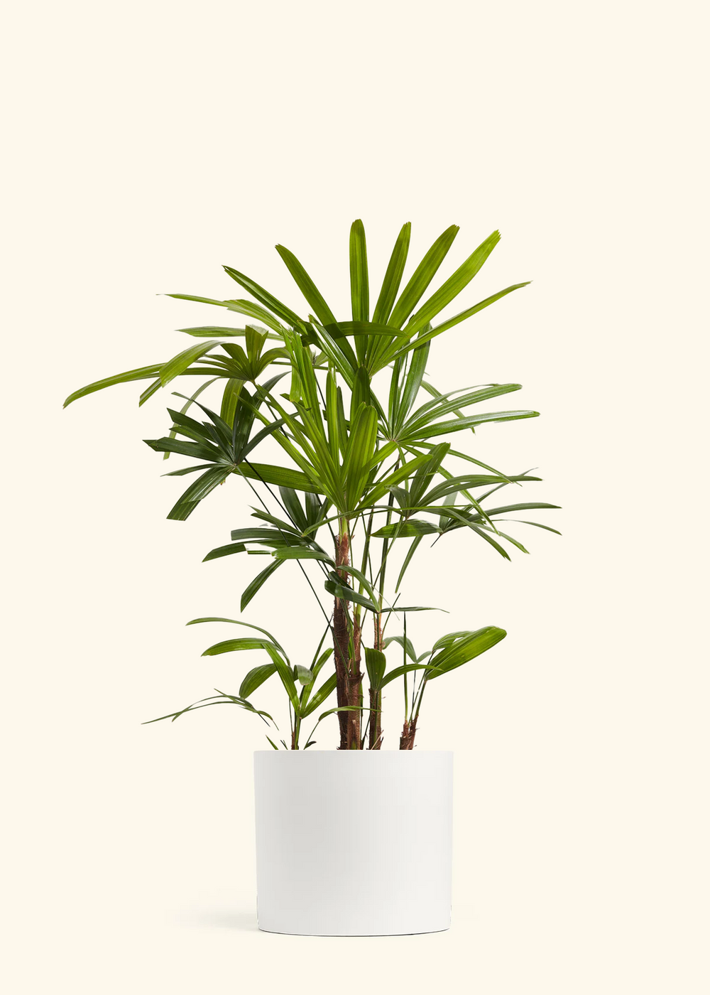 Lady Palm