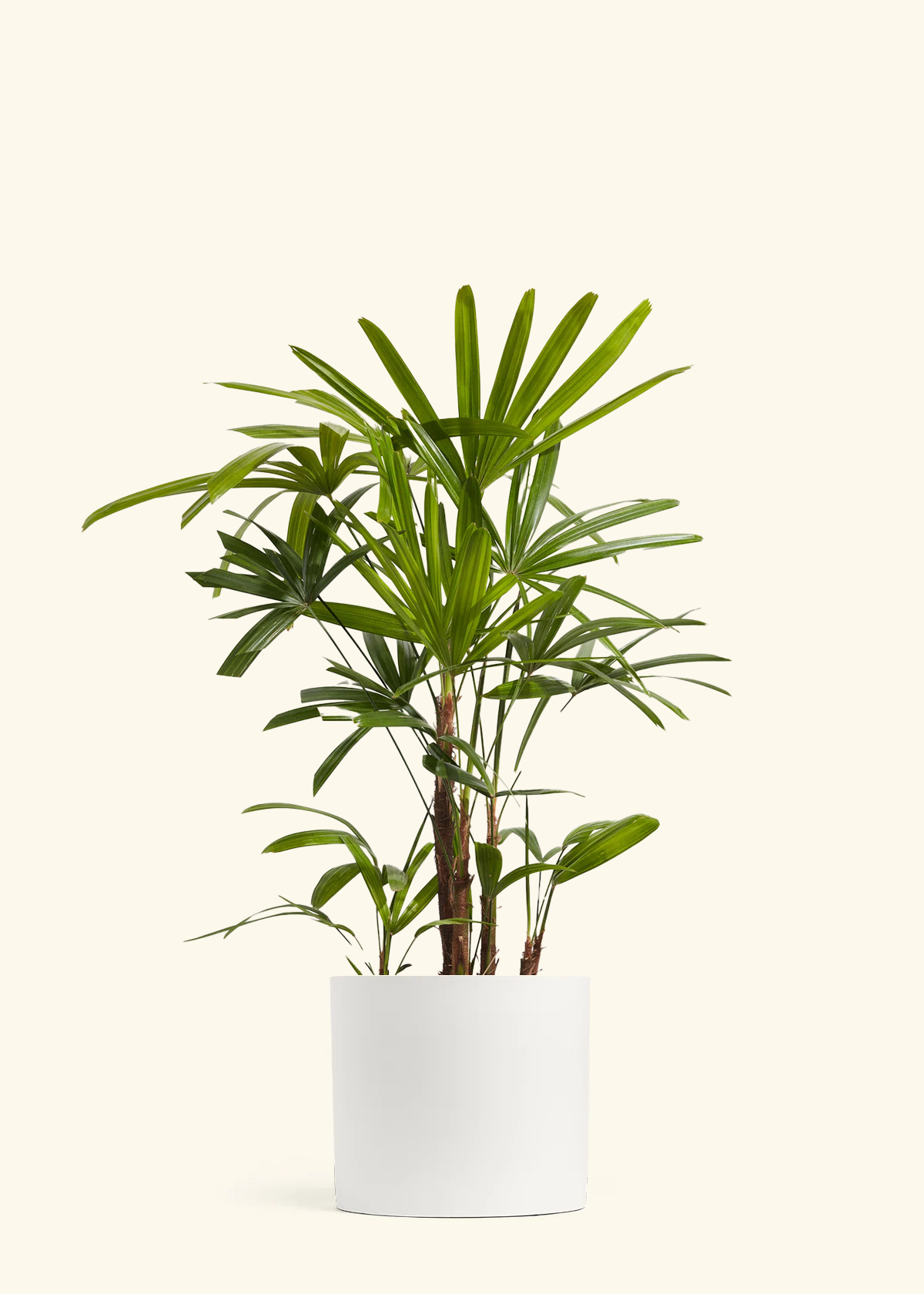 Lady Palm, XL