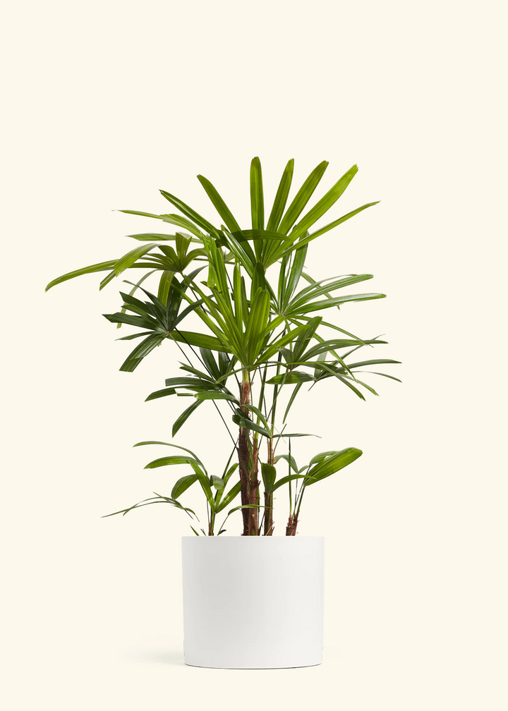 Lady Palm