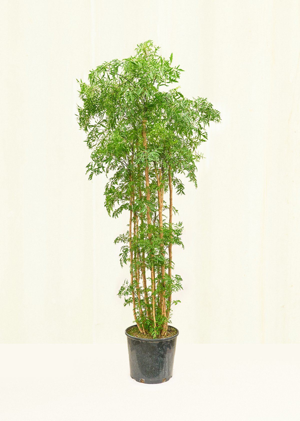 Ming Aralia in a 10 inches grow pot