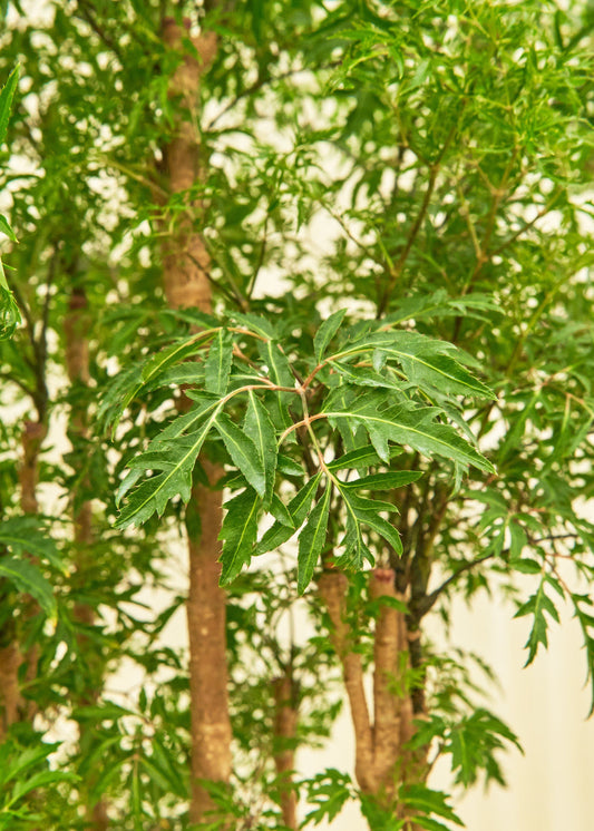 Ming Aralia in a 10 inches grow pot
