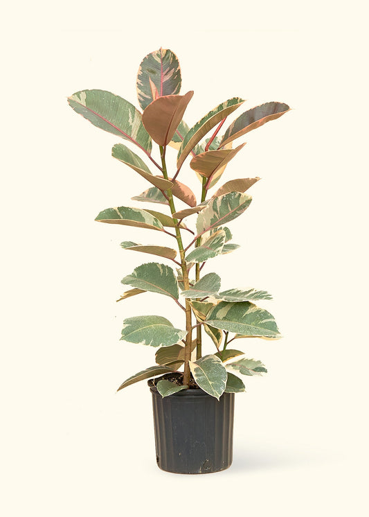 Ficus Tineke (Elastica), XL