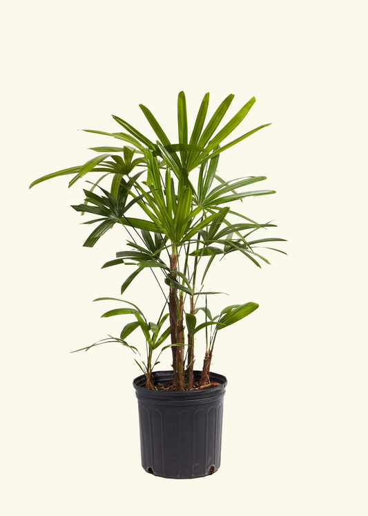 Lady Palm, XL