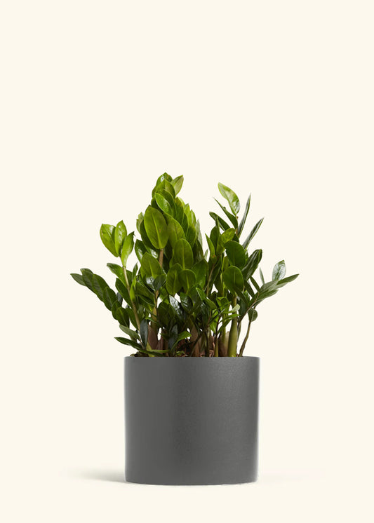 ZZ Plant, XL