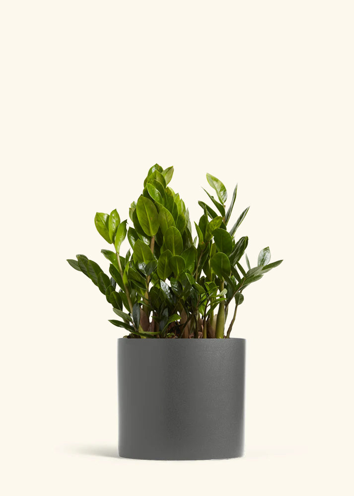 ZZ Plant