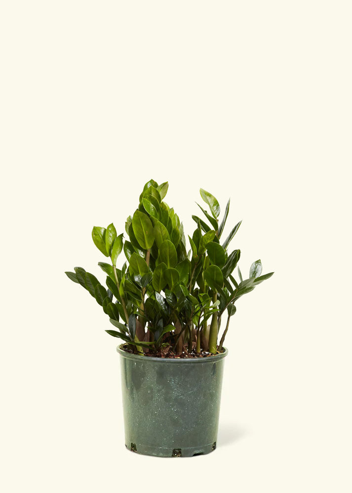 ZZ Plant