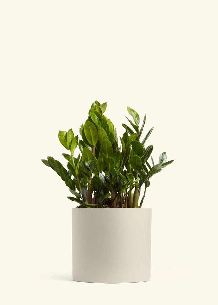 ZZ Plant