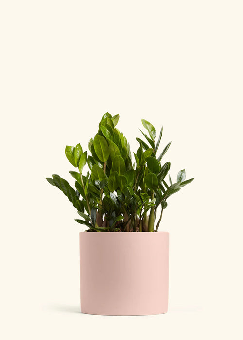 Large ZZ Plant (Zamioculcas zamiifolia) – Hey Rooted