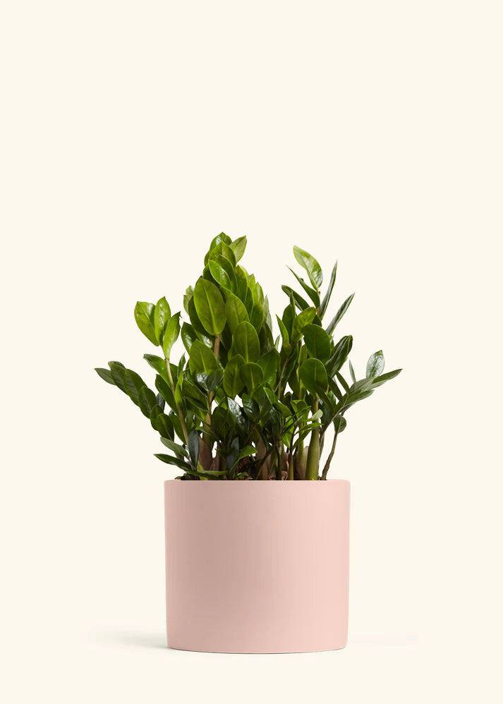 ZZ Plant
