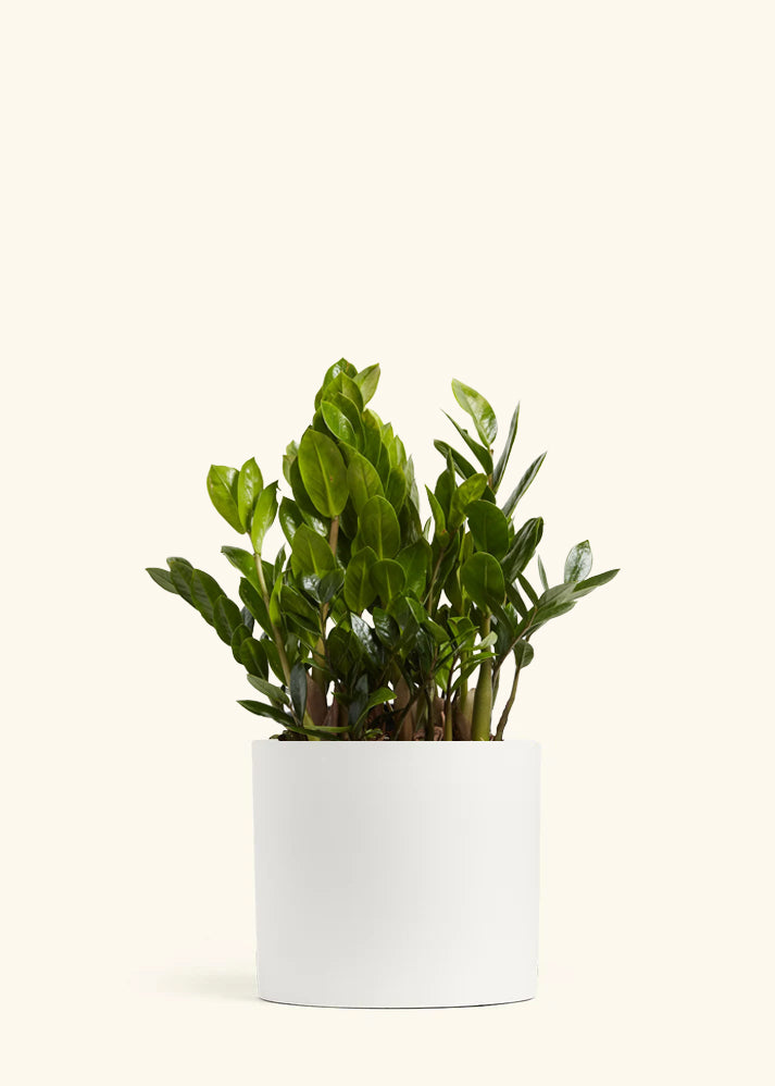 [himi] ZZ plant 希少株 1鉢 Large ZZ Plant (Zamioculcas zamiifolia) – Hey Rooted