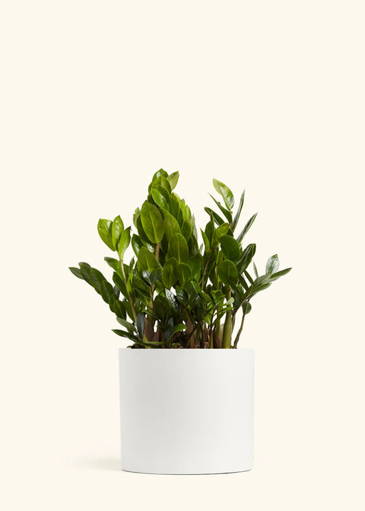 ZZ Plant, XL