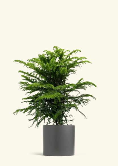 Norfolk Pine