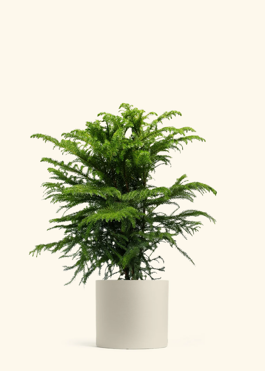 Norfolk Pine