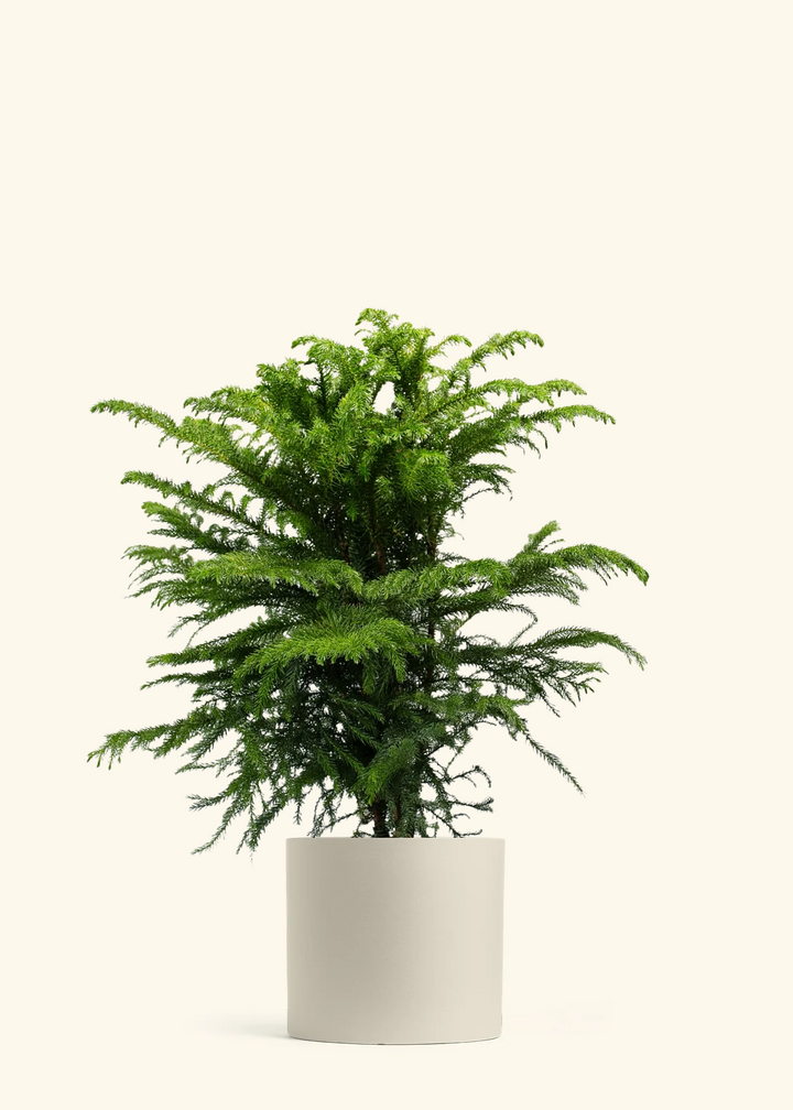 Norfolk Pine