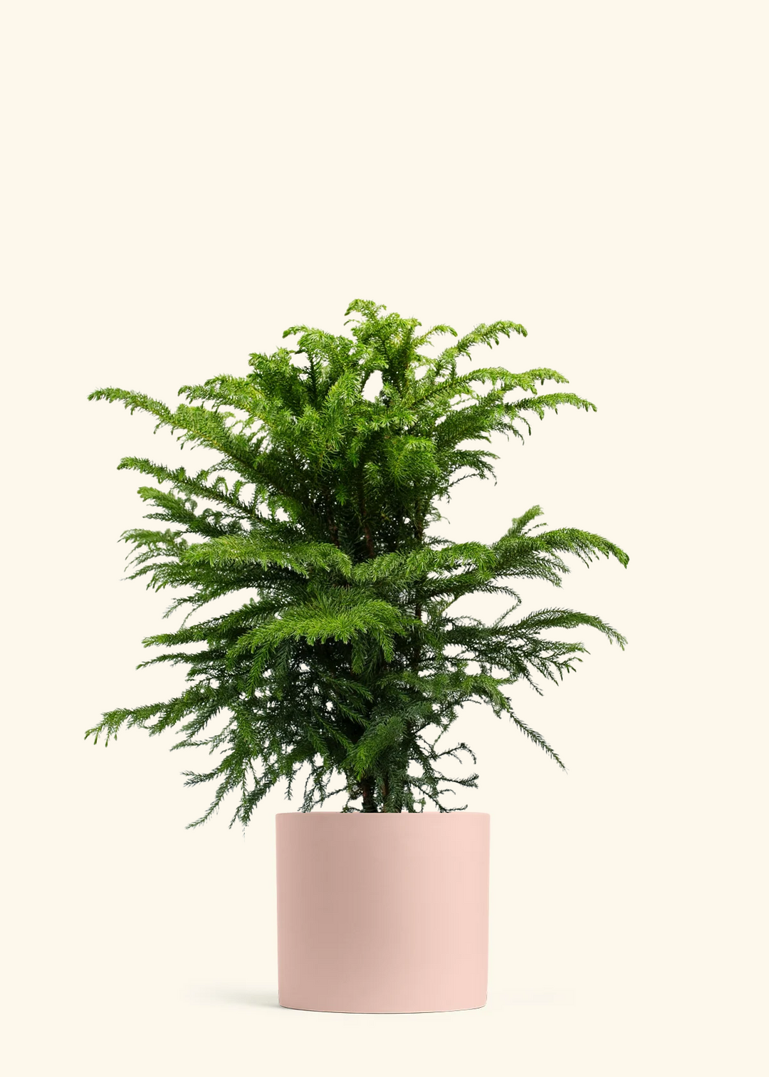 Norfolk Pine