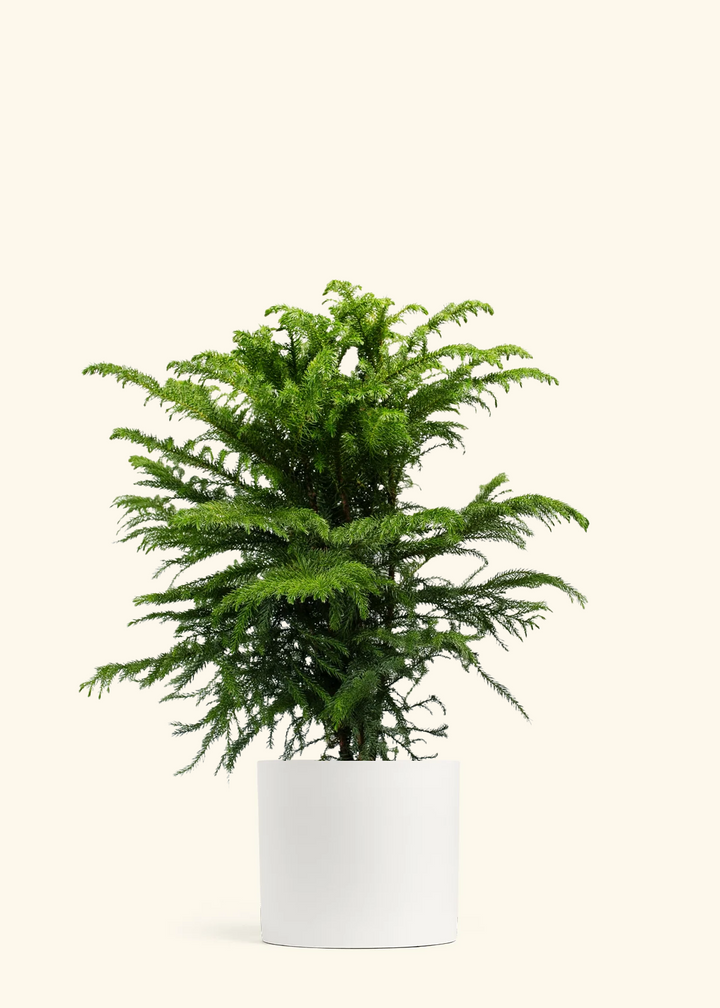 Norfolk Pine