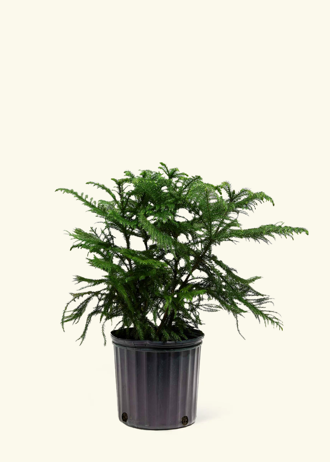 Norfolk Pine