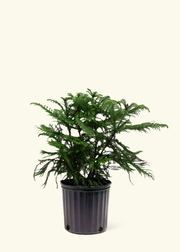 Norfolk Pine