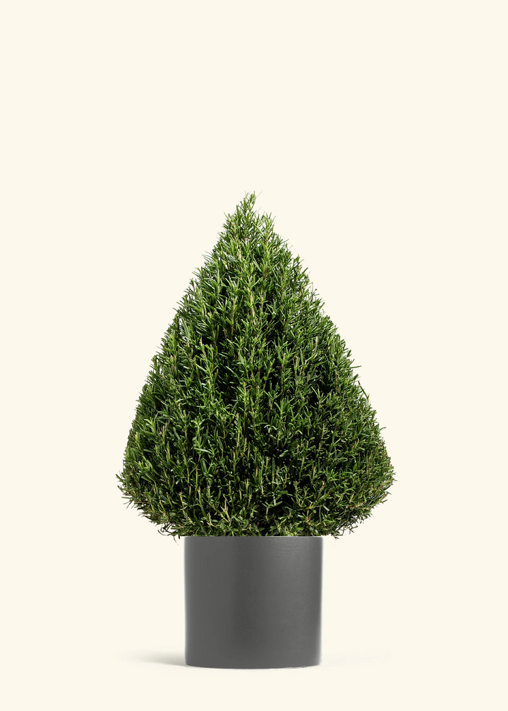 Rosemary Christmas Tree