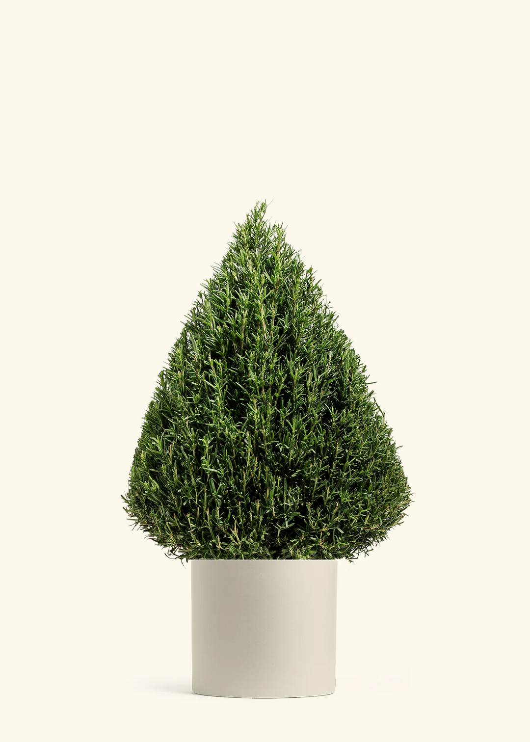 Rosemary Christmas Tree