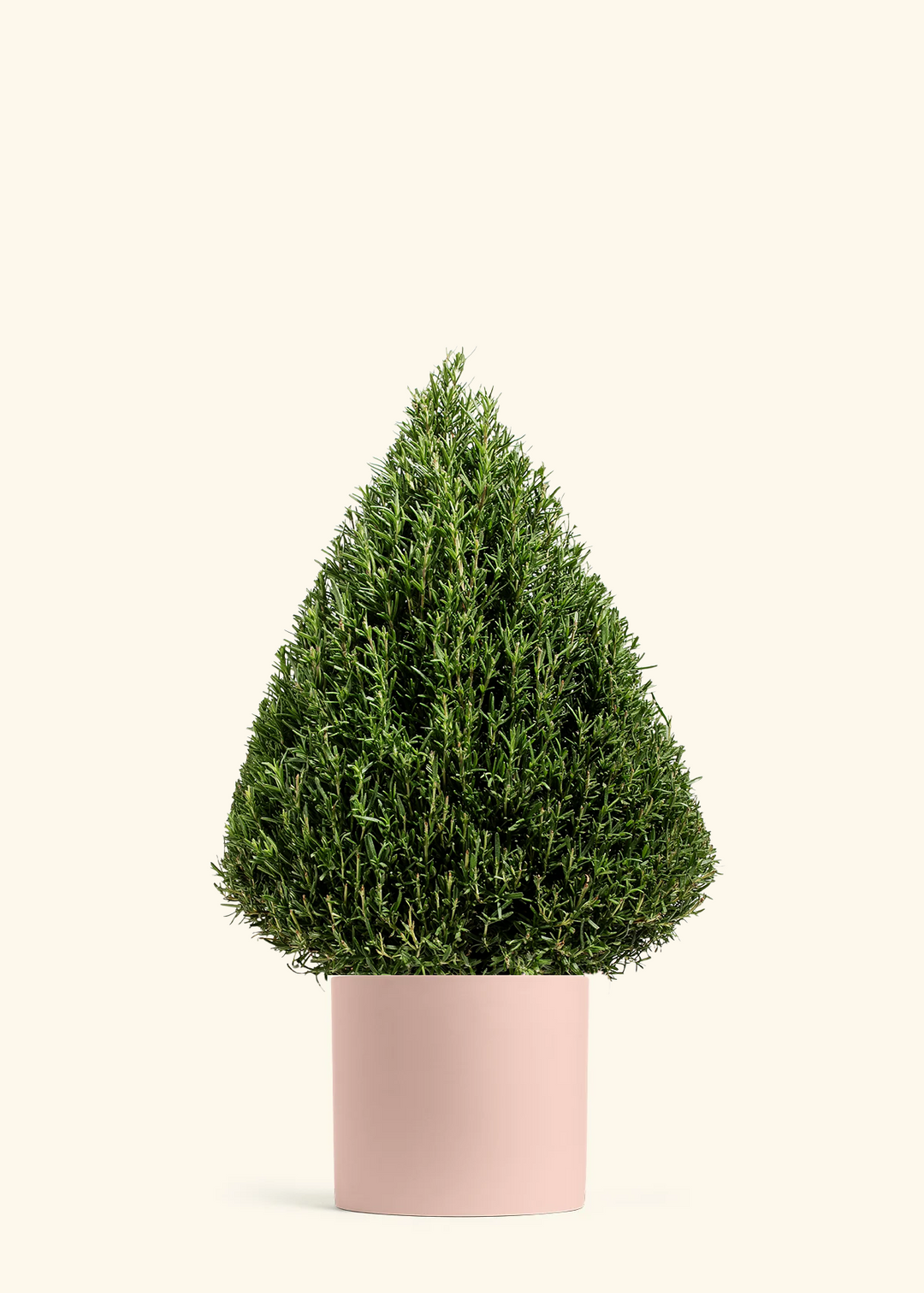 Rosemary Christmas Tree