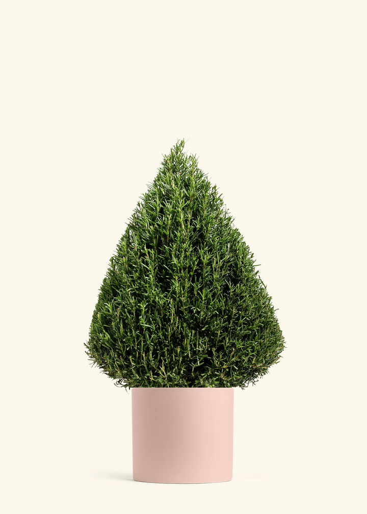 Rosemary Christmas Tree